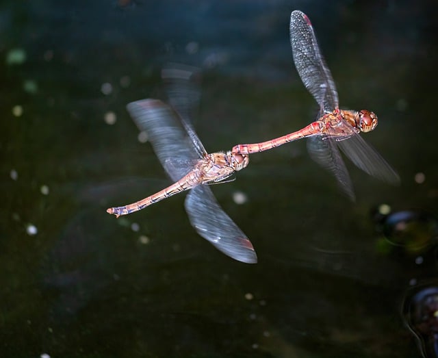 Free download dragon fly insect close up wing free picture to be edited with GIMP free online image editor