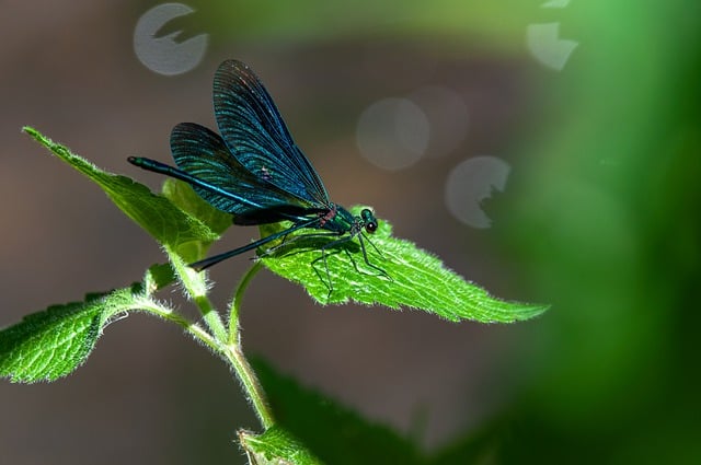 Free download dragonfly insect demoiselle free picture to be edited with GIMP free online image editor