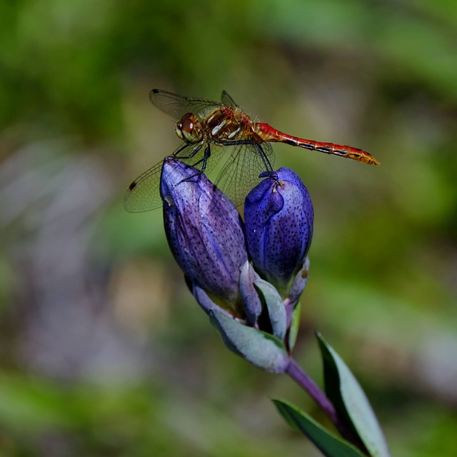 Free download dragonfly insect flower summer free picture to be edited with GIMP free online image editor