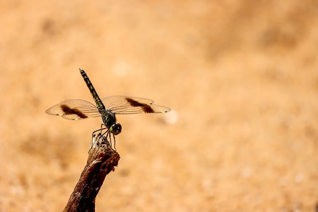 Free download dragonfly insect flying wings free picture to be edited with GIMP free online image editor