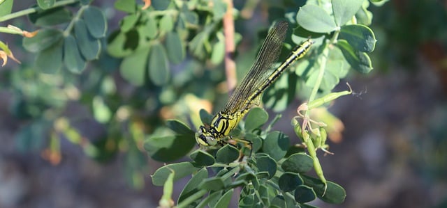 Free download dragonfly insect garden fauna free picture to be edited with GIMP free online image editor