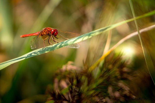 Free download dragonfly insect nature entomology free picture to be edited with GIMP free online image editor