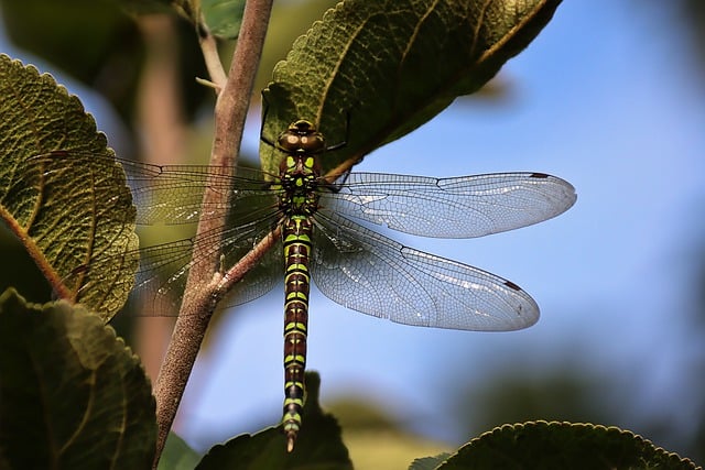 Free download dragonfly insect plant leaves free picture to be edited with GIMP free online image editor