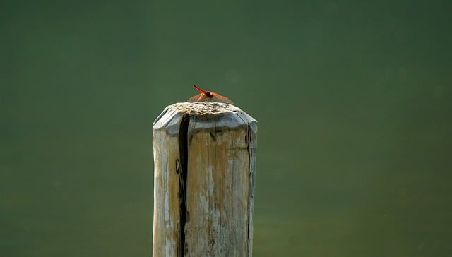 Free download dragonfly insect pole trunk animal free picture to be edited with GIMP free online image editor