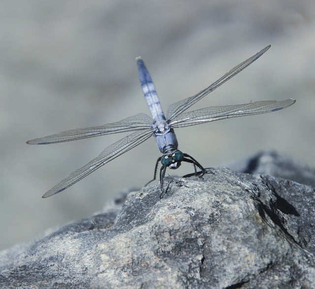 Free download dragonfly insect rock odonata free picture to be edited with GIMP free online image editor