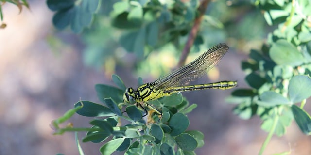 Free download dragonfly insect spring garden free picture to be edited with GIMP free online image editor