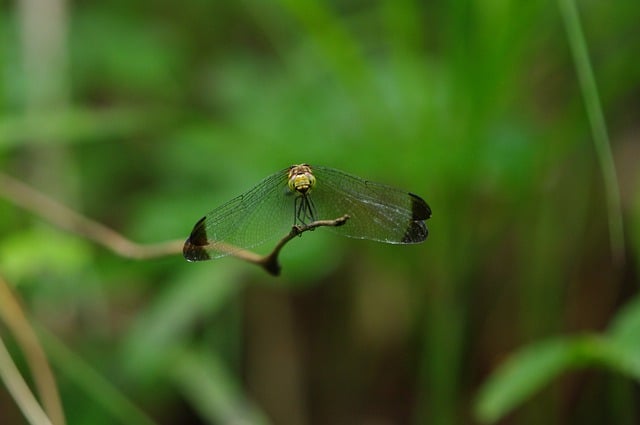 Free download dragonfly insects wing abstract free picture to be edited with GIMP free online image editor