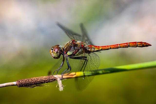 Free download dragonfly insect twig wings plant free picture to be edited with GIMP free online image editor