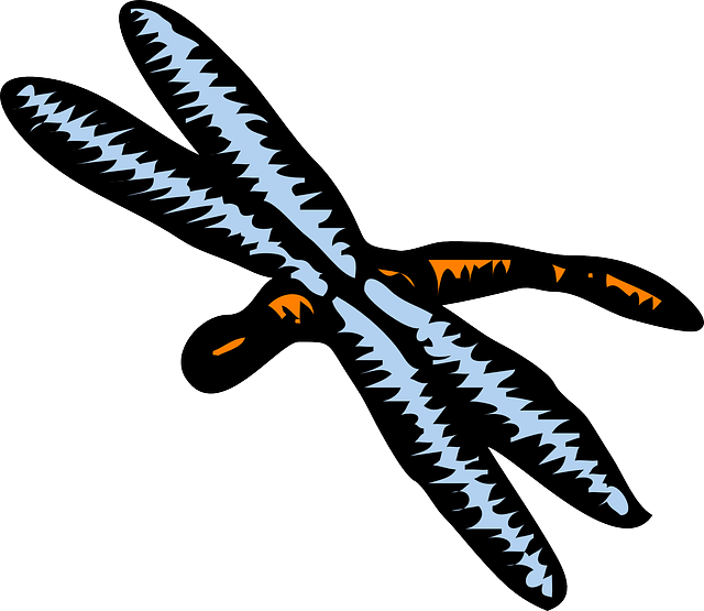 Dragonfly Insect WingFree vector graphic on