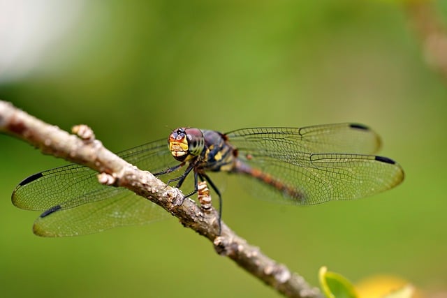 Free download dragonfly insect wings free picture to be edited with GIMP free online image editor