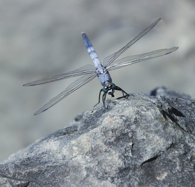 Free download dragonfly insect wings rock free picture to be edited with GIMP free online image editor