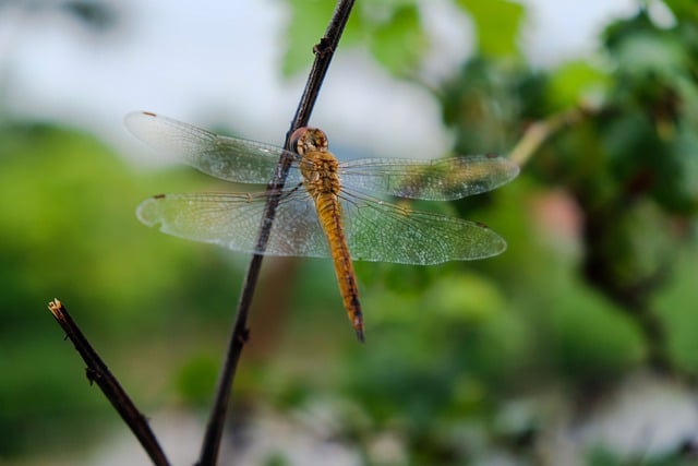 Free download dragonfly insect wings tree nature free picture to be edited with GIMP free online image editor