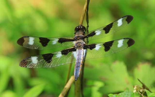 Free download dragonfly insect wings wildlife free picture to be edited with GIMP free online image editor