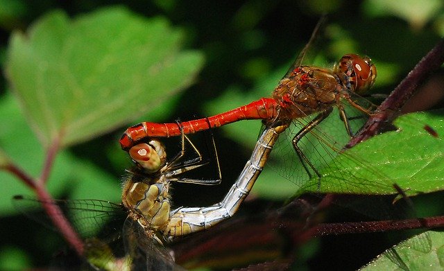 Free download Dragonfly Nature Summer -  free photo or picture to be edited with GIMP online image editor