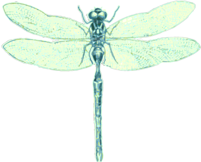 Free download Dragonfly Order Odonata Insect -  free illustration to be edited with GIMP free online image editor