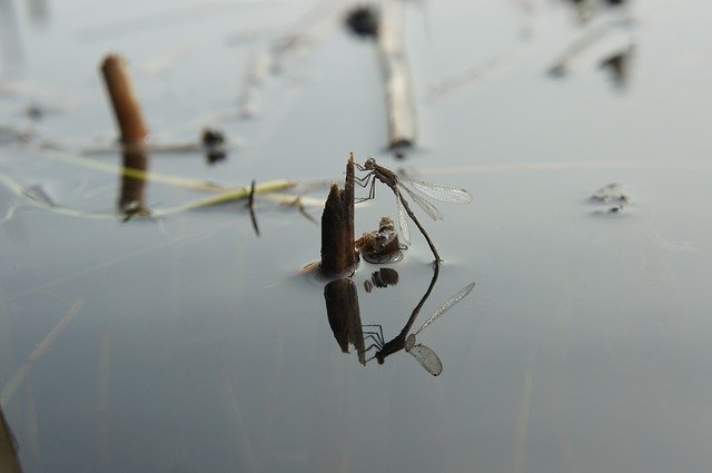 Free download Dragonfly Reflection Water -  free photo or picture to be edited with GIMP online image editor