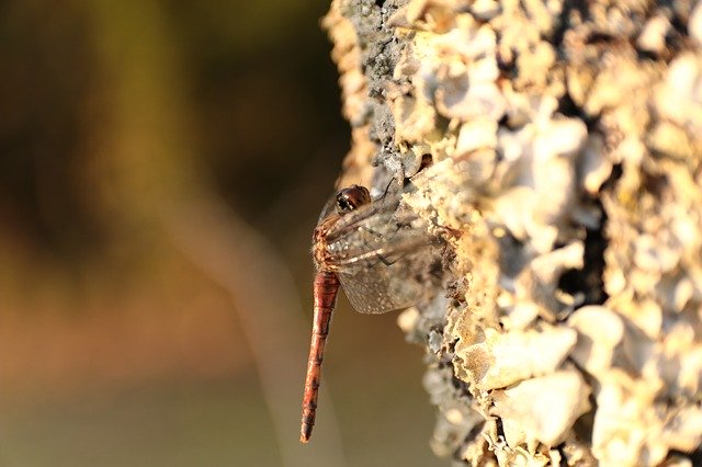 Free download Dragonfly Wood Natural -  free photo or picture to be edited with GIMP online image editor