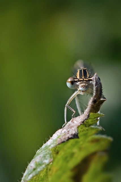 Free download dragonfly zygoptera bridesmaid free picture to be edited with GIMP free online image editor