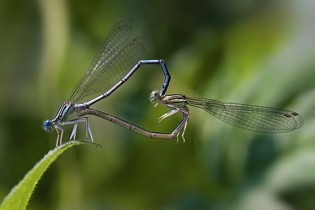 Free download dragonfly zygoptera winged insects free picture to be edited with GIMP free online image editor