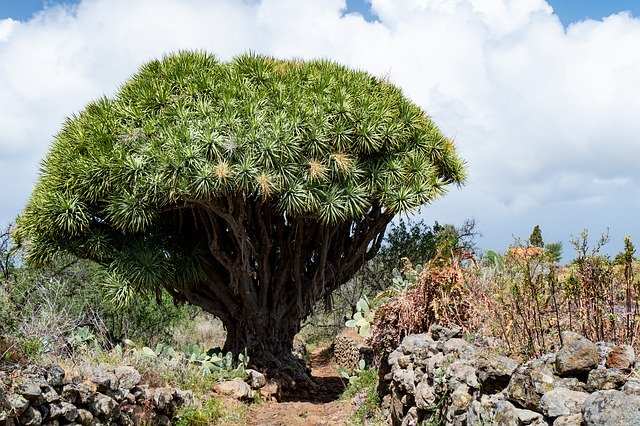 Free download Dragon Tree Tenerife -  free photo or picture to be edited with GIMP online image editor