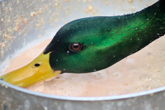 Free download drake duck mallard beak feed free picture to be edited with GIMP free online image editor