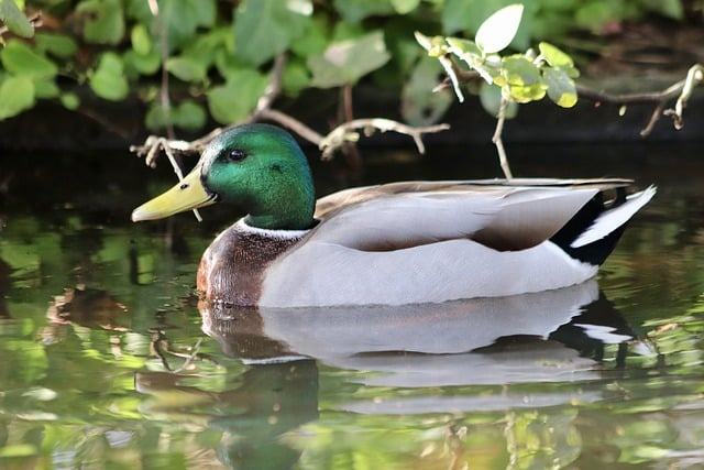 Free download drake duck water bird mallard free picture to be edited with GIMP free online image editor