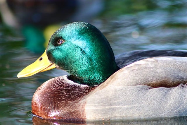 Free download drake duck water bird mallard beak free picture to be edited with GIMP free online image editor