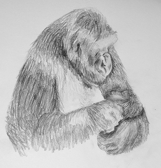 Free download Drawing Gorilla Mother -  free illustration to be edited with GIMP free online image editor