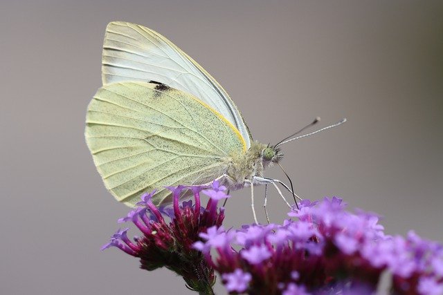 Free download drexel weis sling cabbage butterfly free picture to be edited with GIMP free online image editor