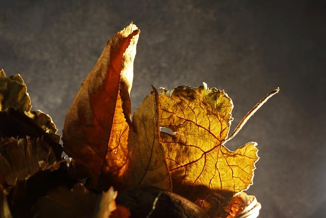 Free download dried leaves foliage fall free picture to be edited with GIMP free online image editor