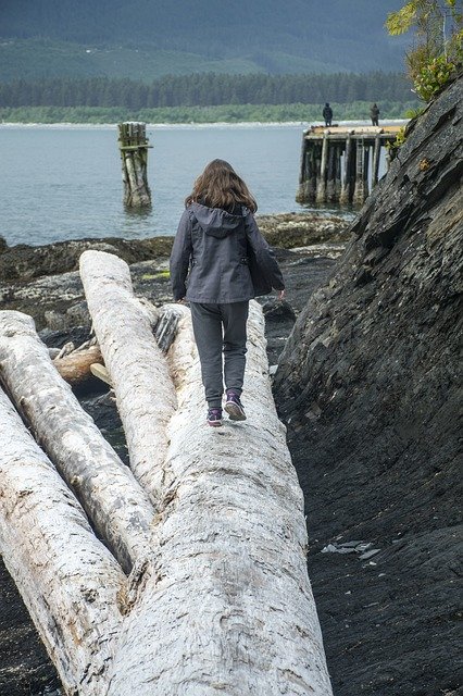 Free download Driftwood Walking Rocks -  free photo or picture to be edited with GIMP online image editor