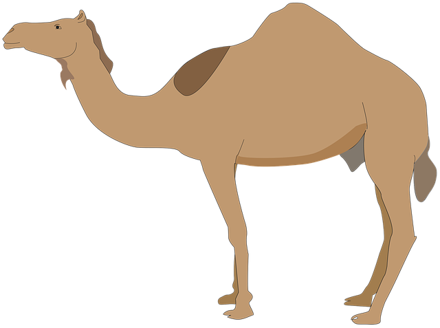 Free download Dromedary Animal Camelid -  free illustration to be edited with GIMP free online image editor