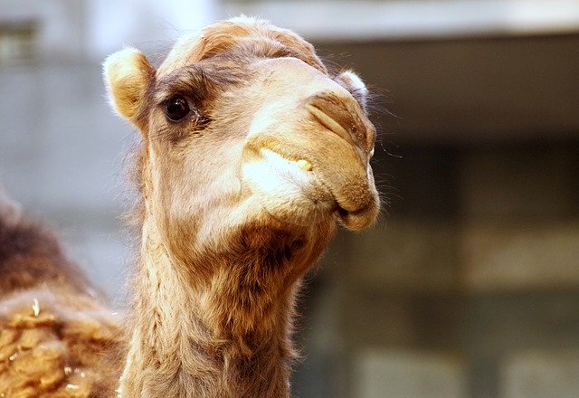 Free download Dromedary Zoo Camel -  free photo or picture to be edited with GIMP online image editor