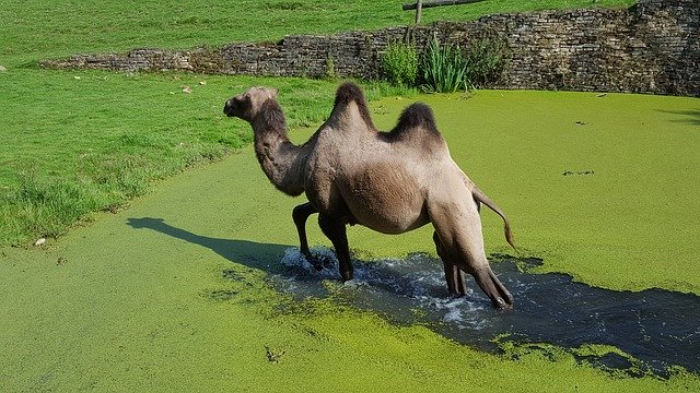 Free download Dromedary Zoo Nature -  free photo or picture to be edited with GIMP online image editor