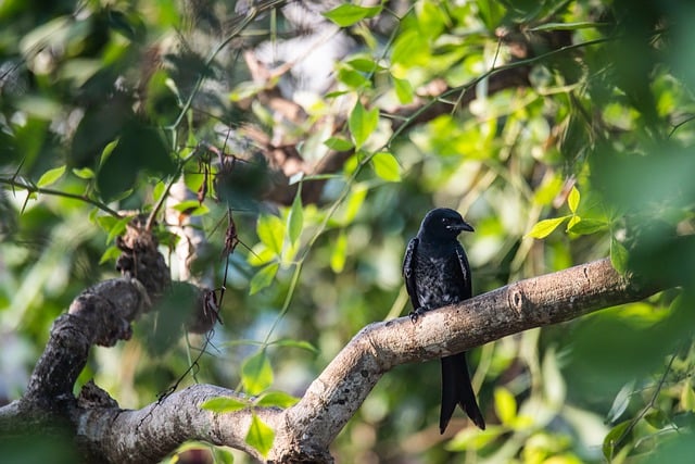 Free download drongo black bird wildlife nature free picture to be edited with GIMP free online image editor