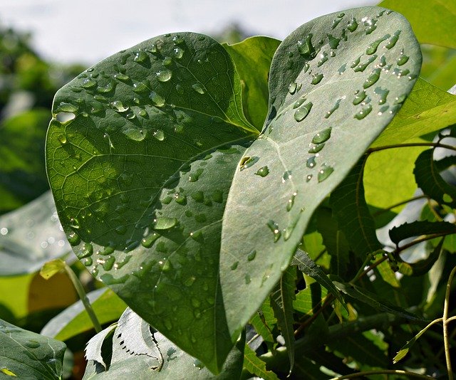 Free download Droplets Leaves Leaf -  free photo or picture to be edited with GIMP online image editor