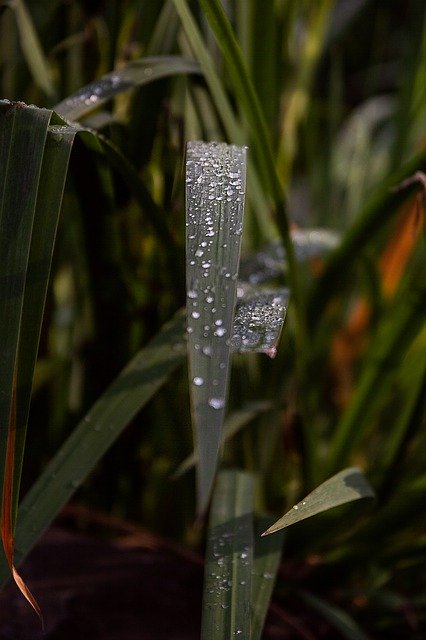 Free download Drop Of Water Blade Grass Drip -  free photo or picture to be edited with GIMP online image editor