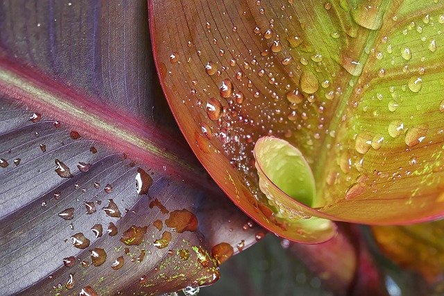 Free download Drop Of Water Spiral Close Up -  free photo or picture to be edited with GIMP online image editor