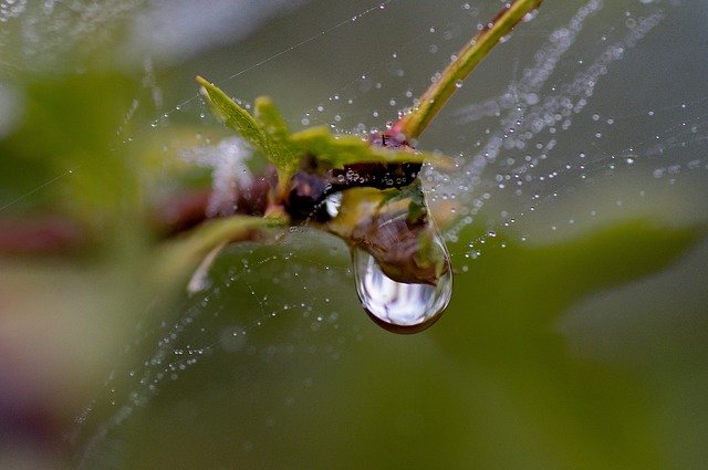 Free download Drops Water After The Rain -  free photo or picture to be edited with GIMP online image editor