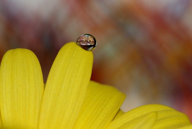 Téléchargement gratuit de Drops Water Macro - photo ou image gratuite à éditer avec l'éditeur d'images en ligne GIMP