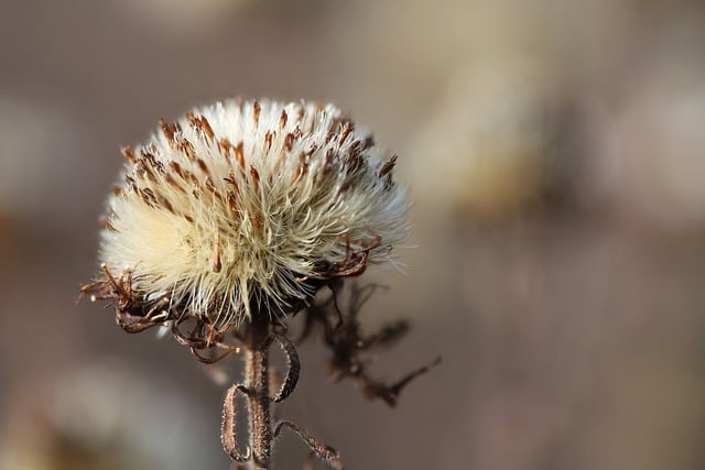 Free download dry flower aster faded dried fall free picture to be edited with GIMP free online image editor