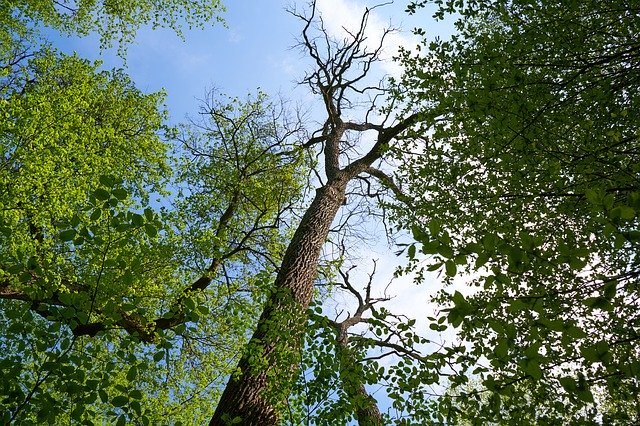 Free download Dry Oak Nature Old -  free photo or picture to be edited with GIMP online image editor