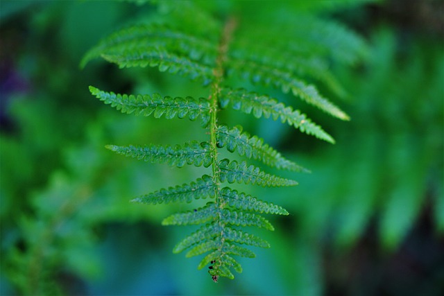 Free download dryopteris filix mas ordinary free picture to be edited with GIMP free online image editor