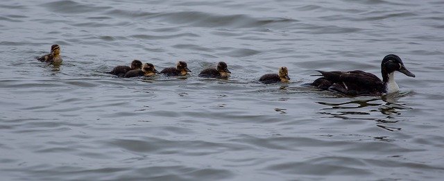 Free download Duck And Ducklings Mallard Hen -  free photo or picture to be edited with GIMP online image editor