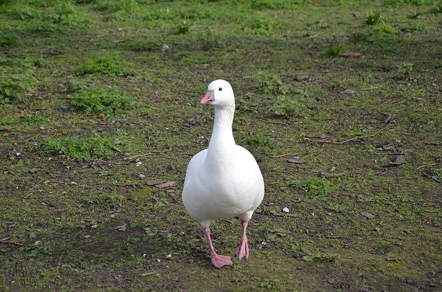 Duck Animal Animals 무료 다운로드 - 무료 사진 또는 GIMP 온라인 이미지 편집기로 편집할 수 있는 사진