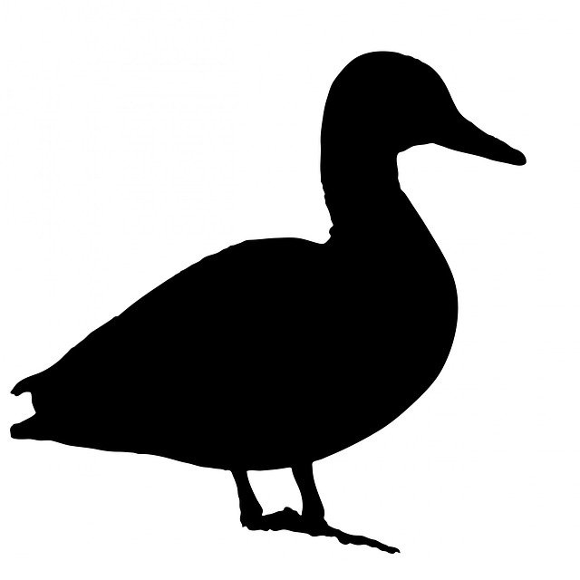 Free download Duck Bird Animal -  free photo or picture to be edited with GIMP online image editor