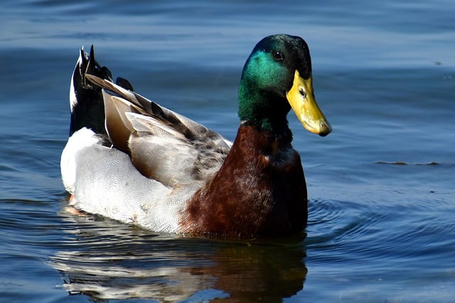 Free download duck bird beach male swim water free picture to be edited with GIMP free online image editor