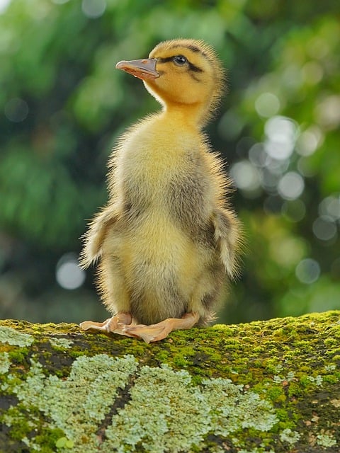 Free download duck bird beak animal nature free picture to be edited with GIMP free online image editor