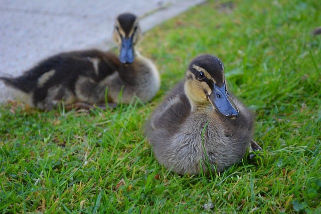 Free download duck bird beak feather animal free picture to be edited with GIMP free online image editor