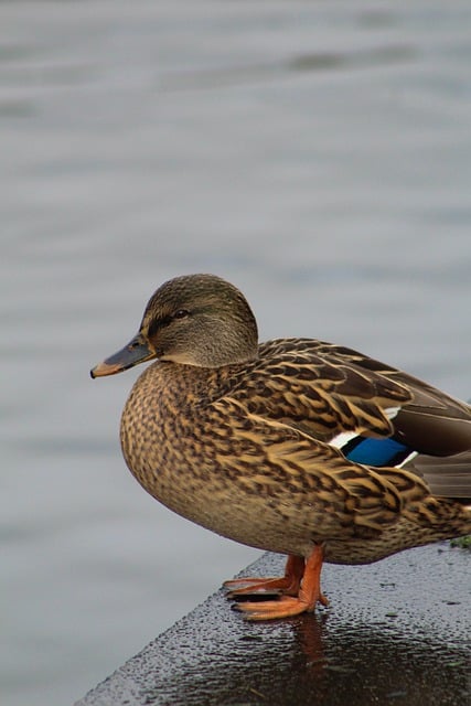 Free download duck bird beak lake animal water free picture to be edited with GIMP free online image editor